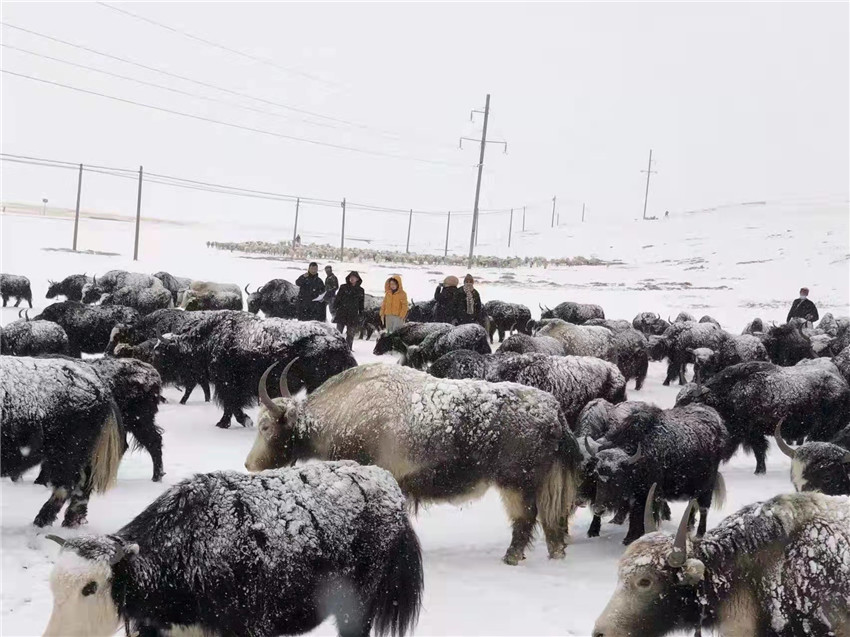 地處“云端之上”生命禁區(qū)“的農(nóng)行石渠支行80后青年益西多吉說”今年疫情流行，大伙冒雪下鄉(xiāng)送金融服務(wù)，新年首日就為農(nóng)戶發(fā)放了3000多萬元，點(diǎn)亮百姓牦牛致富夢，疫情終將過去，筑夢春天，我們協(xié)力點(diǎn)燃牧民發(fā)展信心“.jpg
