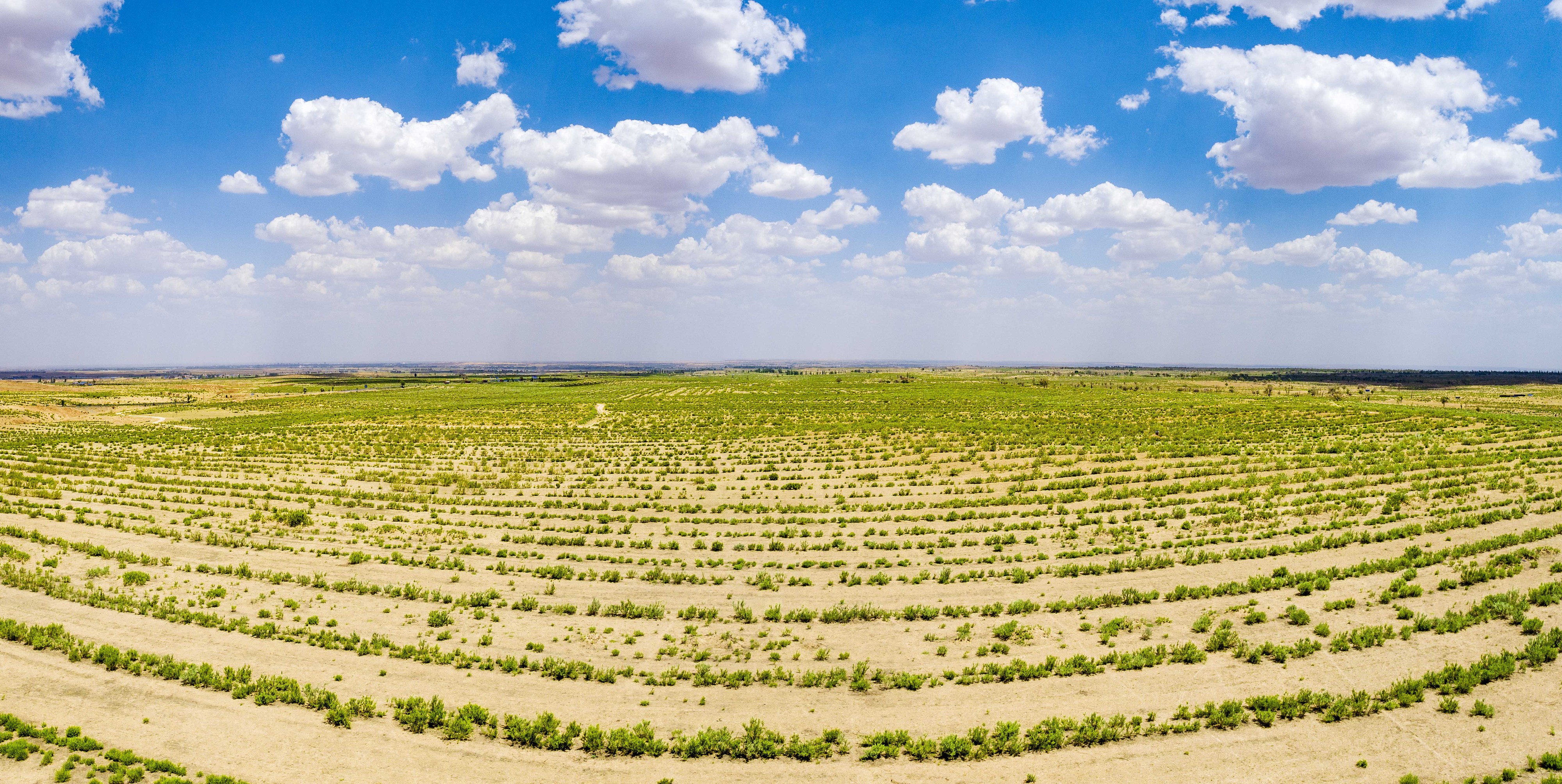 2023年6月7日，內蒙古鄂爾多斯，毛烏素沙漠。