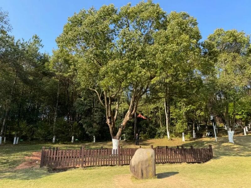 習(xí)近平同志為福建省長汀縣水土保持科教園捐種的香樟樹。圖源：學(xué)習(xí)時報